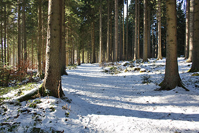 Ein Winterspaziergang in klarer Schwarzwaldluft