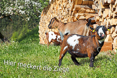 Hier meckert die Ziege