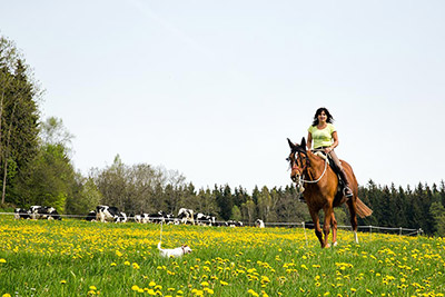Sehr beliebt sind Ausritte rund um den Hof