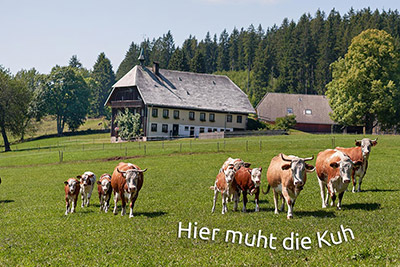 Hier muht die Kuh