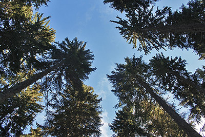 Den Schwarzwald mit allen Sinnen erleben