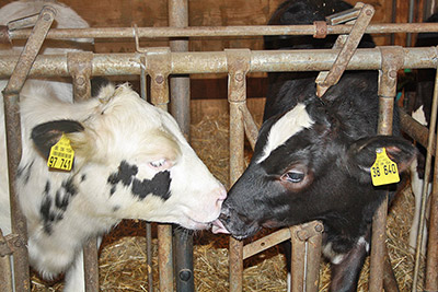 Unsere Kälbchen haben sich lieb