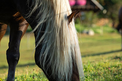 Unsere Pferde genießen das frische Gras