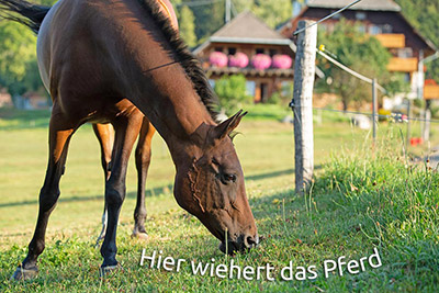 Hier wiehert das Pferd