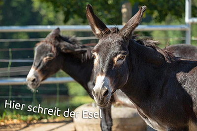 Hier schreit der Esel