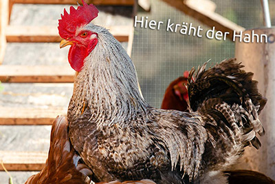 Hier kräht der Hahn