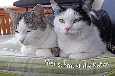 Hier schmust die Katze
