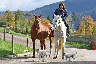 ... oder auf dem Pferd